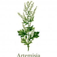 Artemisia Films Ltd Artemisia Films Ltd