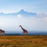 Setting up shoots in Sub-Saharan Africa - FREE