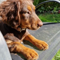 Nick Chapman Nick Chapman